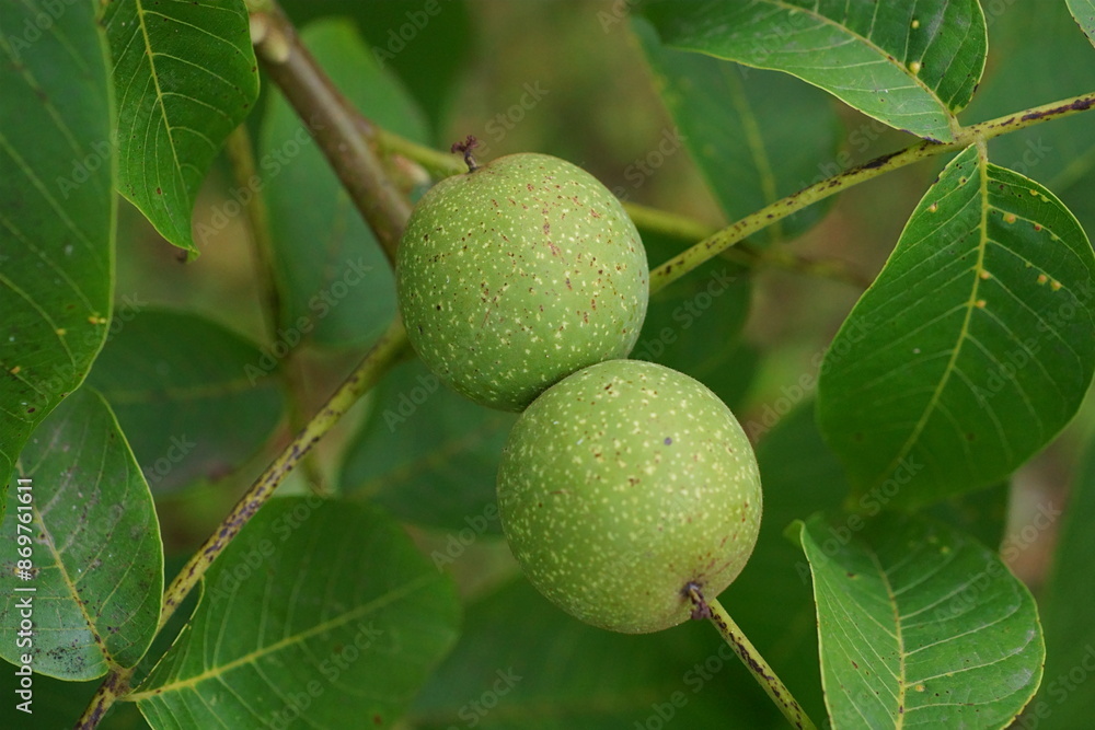 Close-up photography of a carpathian walnut branch with green fruits; Juglans Regia Close-up photography of a carpathian walnut branch with green fruits; Juglans Regia