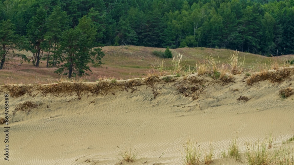 Sandy Dune with Grass and Forest Background. Curonian dunes, Lithuania Sandy Dune with Grass and Forest Background. Curonian dunes, Lithuania