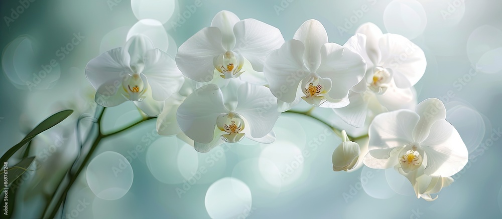 White branch orchid flowers featuring a large lip in close-up, perfect for a copy space image. White branch orchid flowers featuring a large lip in close-up, perfect for a copy space image.