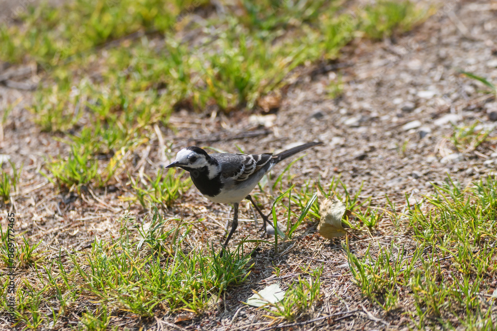 Selective focus photo. White wagtail bird, Motacilla alba. Selective focus photo. White wagtail bird, Motacilla alba.
