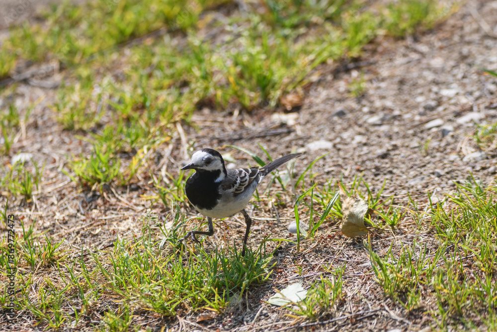 Selective focus photo. White wagtail bird, Motacilla alba. Selective focus photo. White wagtail bird, Motacilla alba.