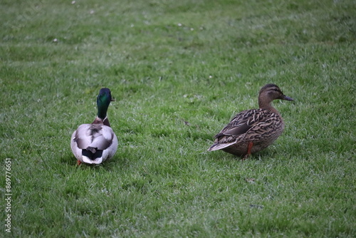 Photography Duck in park in Dublin