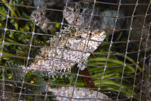 Fish caught in a fish trap photo