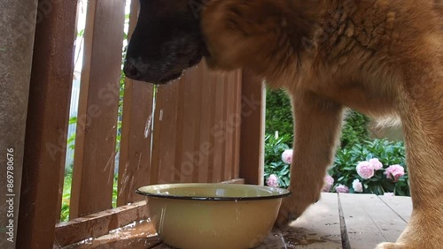 German Shepherd dog drinks water from a bowl on the porch of the house. A dog quenches his thirst on a hot day.