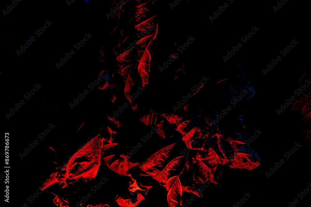 Folhas iluminadas por luz de cor vermelha na escuridão da Mata Atlântica Brasileira. Folhas iluminadas por luz de cor vermelha na escuridão da Mata Atlântica Brasileira.