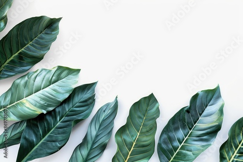 Wallpaper Mural Colorful tropical leaf layout on white background with copy space. Torontodigital.ca