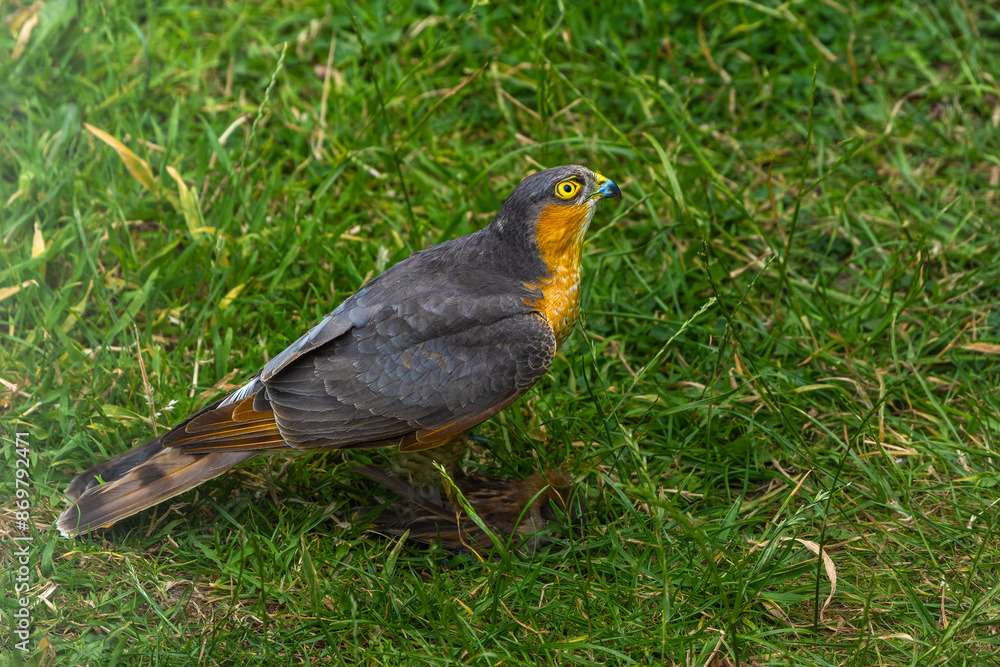 Sparrowhawk with a prey on grass in high resolution photo. Sparrowhawk with a prey on grass in high resolution photo.