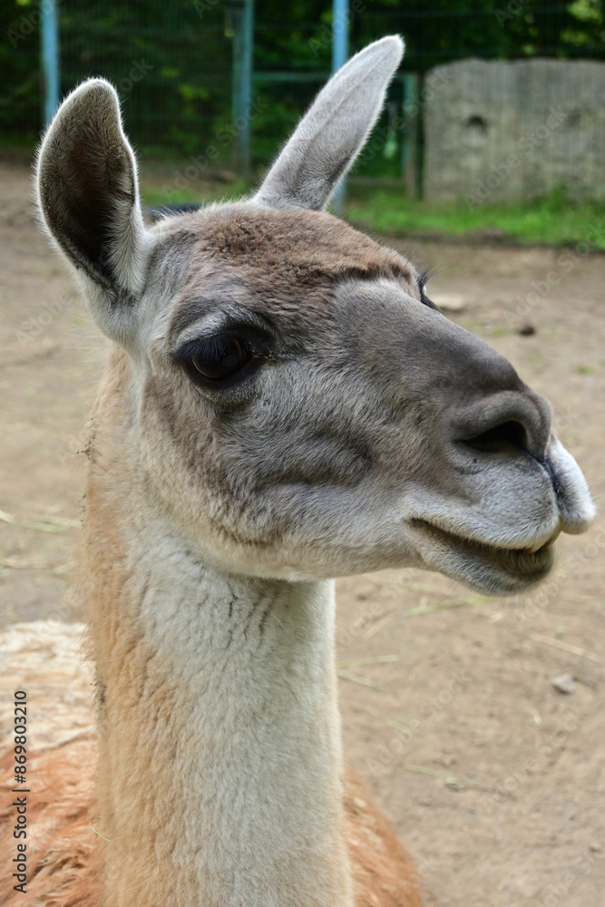 Fototapeta premium guanaco in the zoo. funny guanaco portrait close-up. 