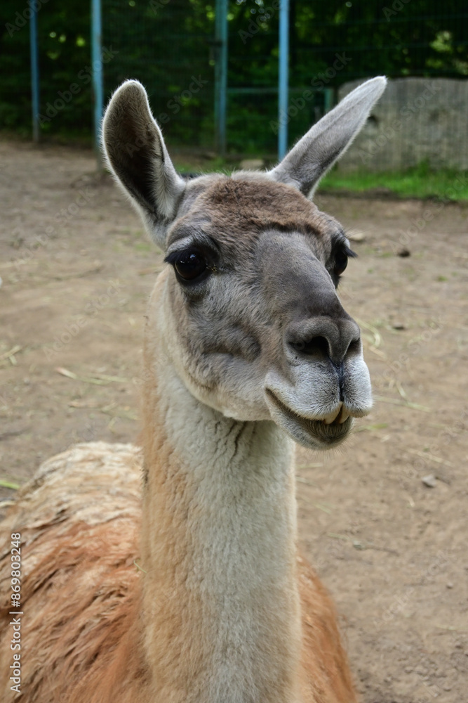 portrait of a llama portrait of a llama