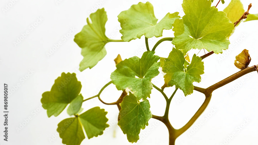 Vine is growing on a white background, 16:9 with copyspace, 300 dpi Vine is growing on a white background, 16:9 with copyspace, 300 dpi
