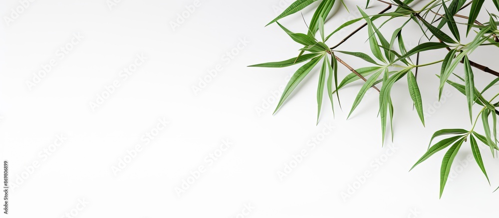 Bamboo leaves against a white backdrop in a copy space image. Bamboo leaves against a white backdrop in a copy space image.