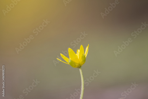 yellow flower in the garden, celadine close up , Ficaria verna in the garden, Ficaria verna in the garden, beautiful celadine flower, yellow petals, close-up of a celadine photo