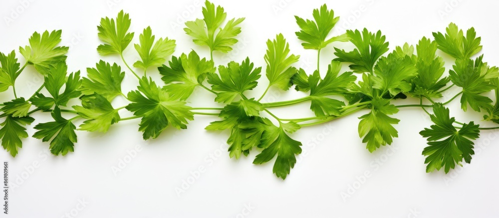 Parsley leaves displayed on a white background with a designated copy space image. Parsley leaves displayed on a white background with a designated copy space image.