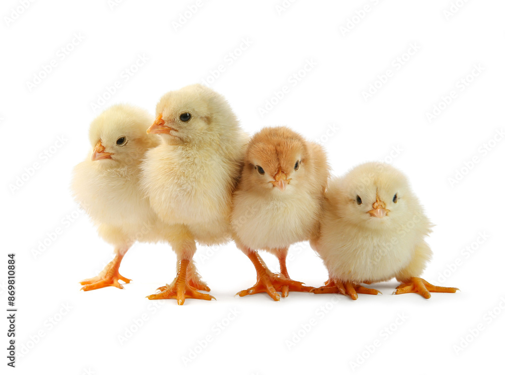 Many cute chicks isolated on white. Baby animals Many cute chicks isolated on white. Baby animals
