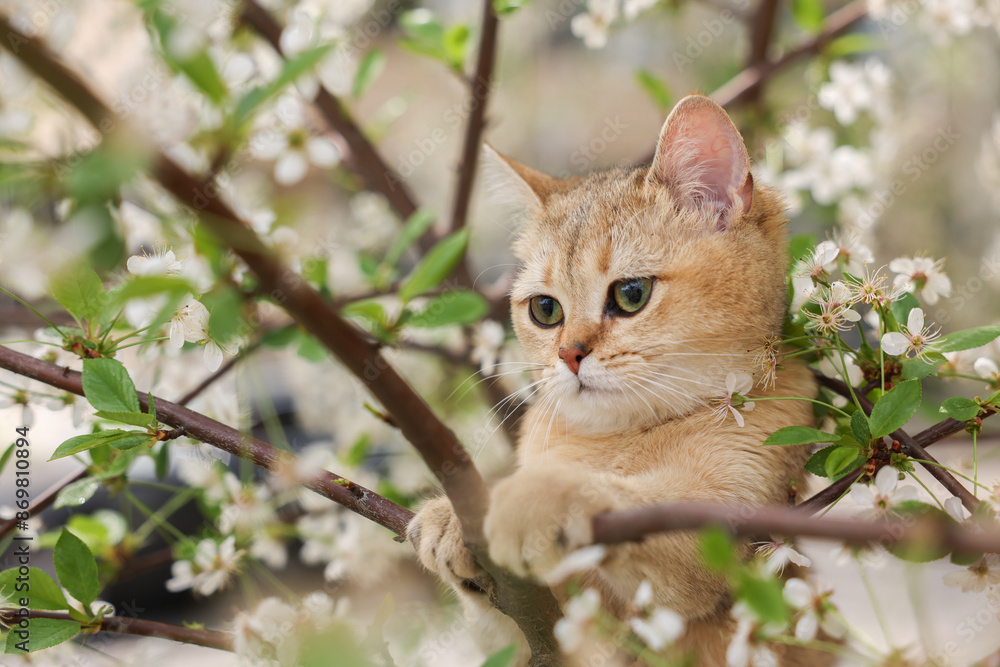 Cute cat among blossoming spring tree branches outdoors Cute cat among blossoming spring tree branches outdoors