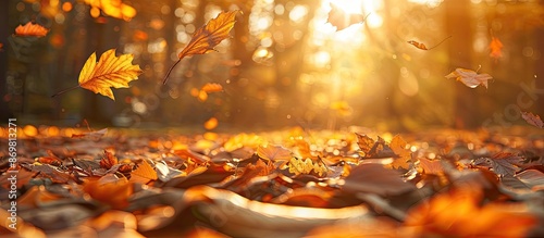 Bright sunshine illuminates fallen leaves in an autumn forest creating a picturesque scene with abundant copy space image. © HN Works