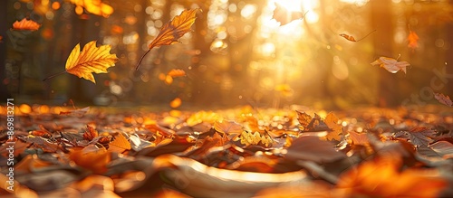 Bright sunshine illuminates fallen leaves in an autumn forest creating a picturesque scene with abundant copy space image.