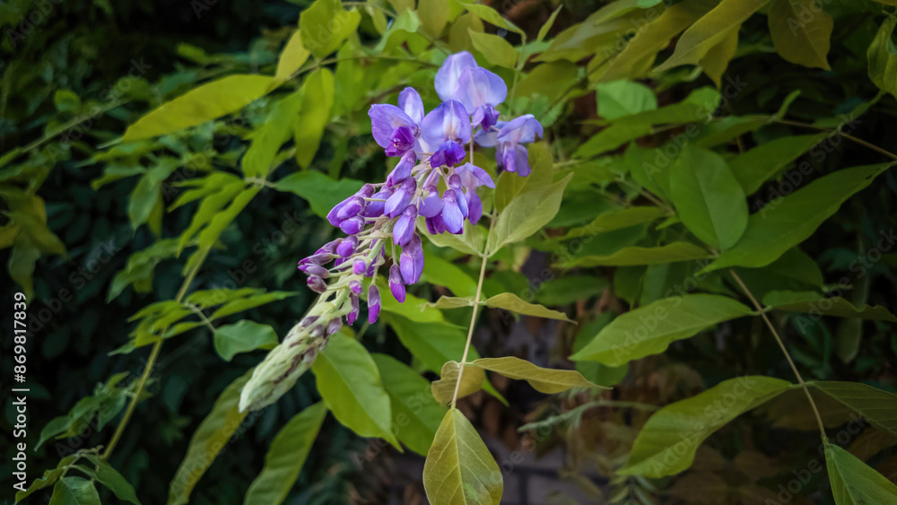 Chinese wisteria close-up, in natural environment Chinese wisteria close-up, in natural environment
