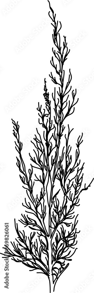 herb in vector, line art plant southernwood herb in vector, line art plant southernwood