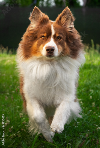 Australian shepherd running