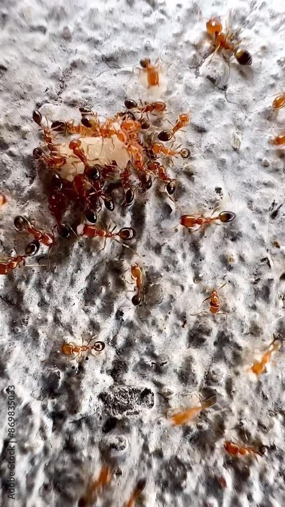 This clip shows a group of reddish-brown ants moving about carrying food back to their nest on a porous, rough surface. These ants have small bodies and are bright red. which may be fire ants Fire Ant This clip shows a group of reddish-brown ants moving about carrying food back to their nest on a porous, rough surface. These ants have small bodies and are bright red. which may be fire ants Fire Ant