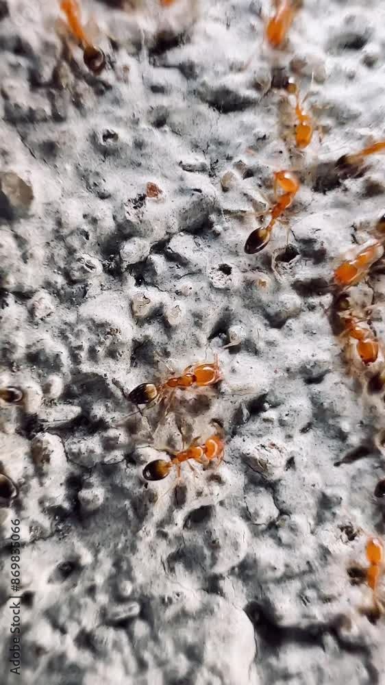 : shows a group of brownish-red ants that are moving on the surface that is porous and rough. These ants have a small body and bright red. Which may be fire ants (Fire Ants) : shows a group of brownish-red ants that are moving on the surface that is porous and rough. These ants have a small body and bright red. Which may be fire ants (Fire Ants)