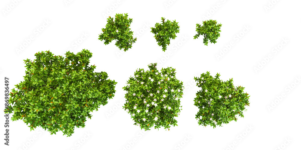 Top view of Southern mangnolia Trees collection with realistic style from top view Top view of Southern mangnolia Trees collection with realistic style from top view