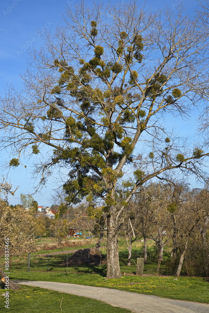 Tree with mistletoe at Devinska Nova Ves, Slovakia, Europe
Tree with mistletoe at Devinska Nova Ves, Slovakia, Europe