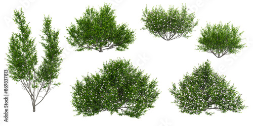 set of Mint bush plants on transparent background, 3D rendering photo