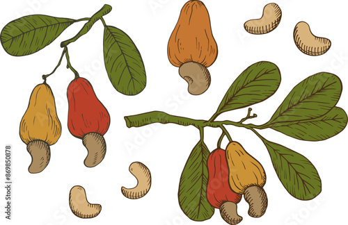 Cashew nuts set. Hand drawn engraved botanical illustration on isolated white background. Coloured vector sketch with nuts plant branch, nutty fruits. Organic ingredient, healthy food, oil, harvest