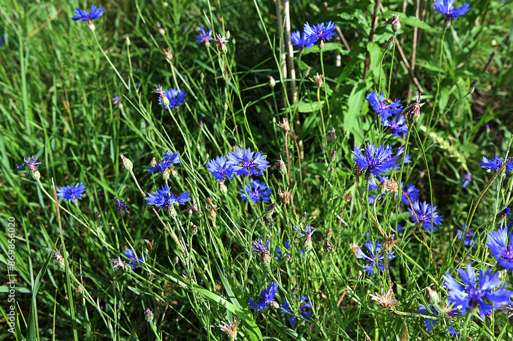 Blue cornflower or Centaurea cyanus Blue cornflower or Centaurea cyanus