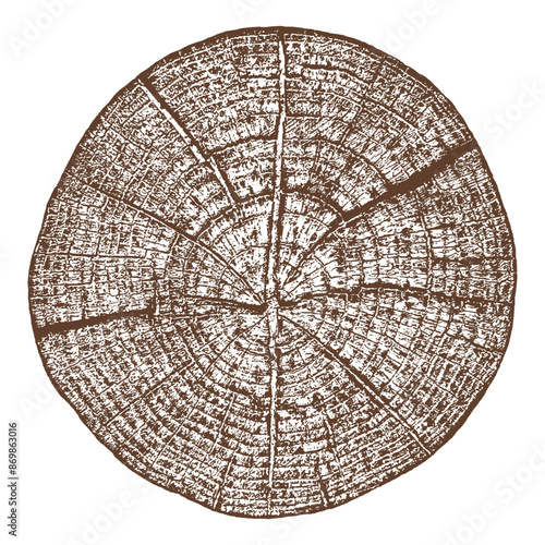 Tree wood texture. Wooden old trunk. Cut timber log. Abstract rings nature pattern. Brown circle stump. Wood cross section.