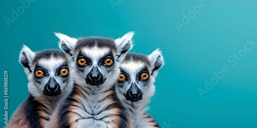 Modern flat design of lemurs in various poses from Madagascar Africa. Concept Lemurs, Madagascar, Africa, Modern Flat Design, Various Poses © Ян Заболотний