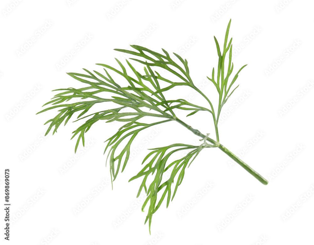 Fototapeta premium Sprig of fresh green dill isolated on white