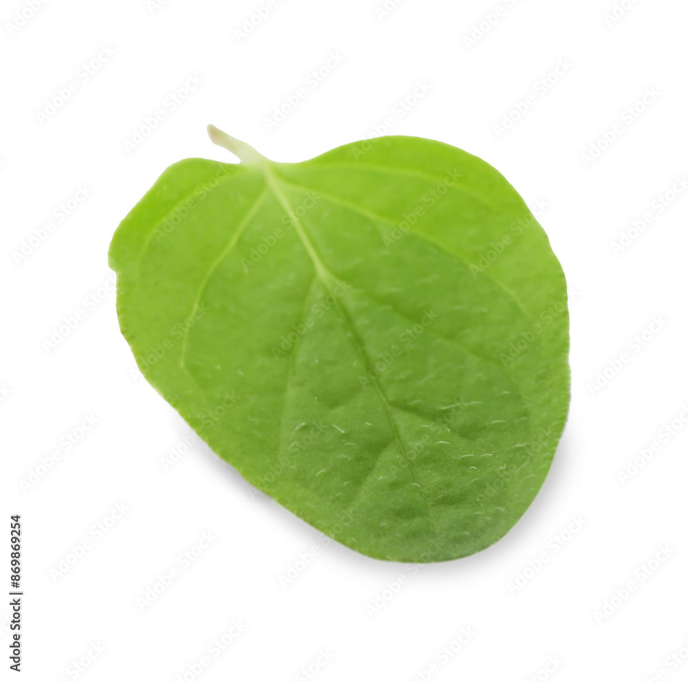 Fresh green oregano leaf isolated on white