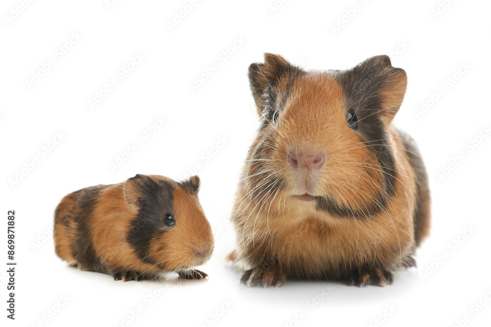 Mother guinea pig and baby pup isolated on white Mother guinea pig and baby pup isolated on white