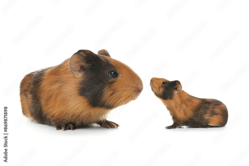 Mother guinea pig and baby pup isolated on white