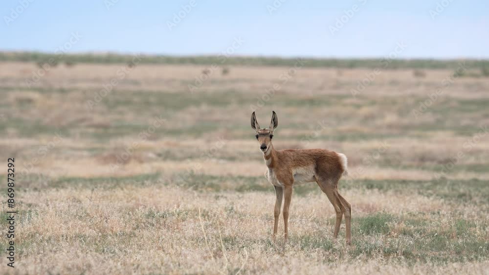 Fawn Pronghorn in the Utah desert looking around in the grass flat landscape. Fawn Pronghorn in the Utah desert looking around in the grass flat landscape.