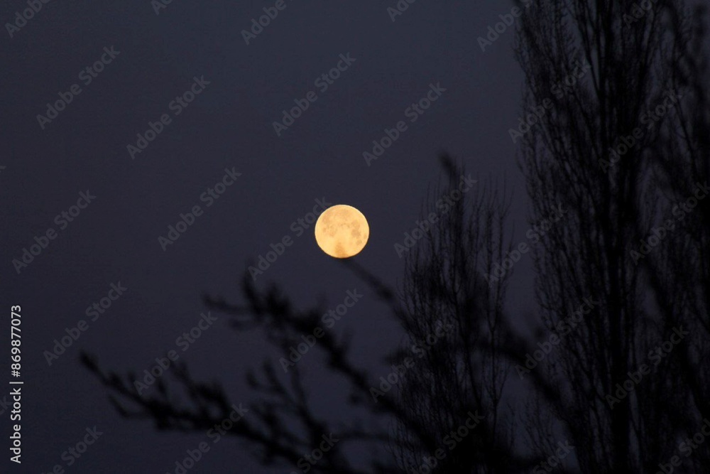 full moon over a sky , moonligt , dark, forest, trees, nigth, light full moon over a sky , moonligt , dark, forest, trees, nigth, light