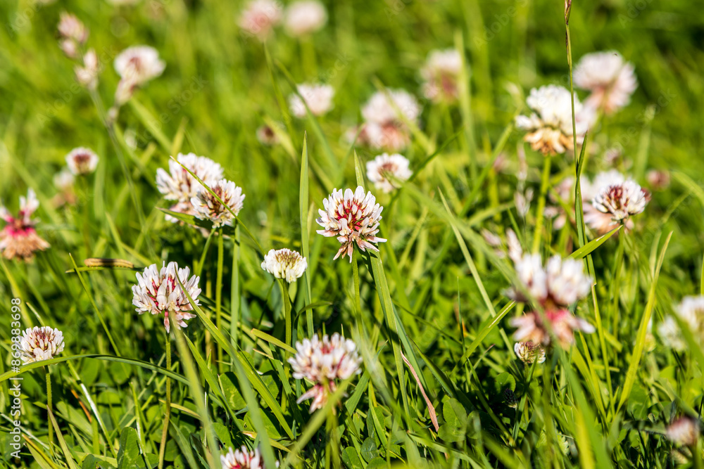 White clover in the summer sunshine, with a shallow depth of field White clover in the summer sunshine, with a shallow depth of field