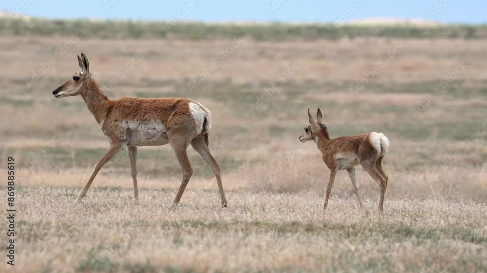 Pronghorn fawn walking with its mother through the Utah desert as it follows cautiously. Pronghorn fawn walking with its mother through the Utah desert as it follows cautiously.