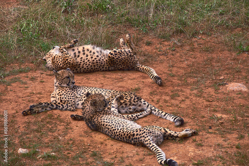 Three gepards lying on the grass of the savannah photo