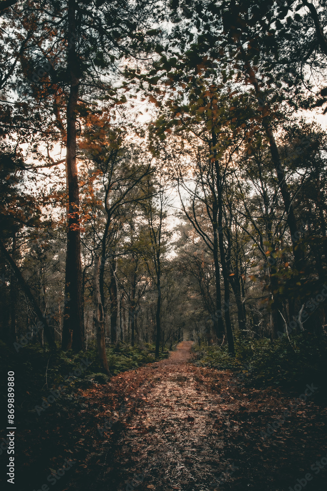 Naklejka premium Fall afternoon in the forest