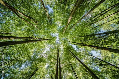 Sunlight through green trees in a serene forest, a peaceful scene of natures beauty