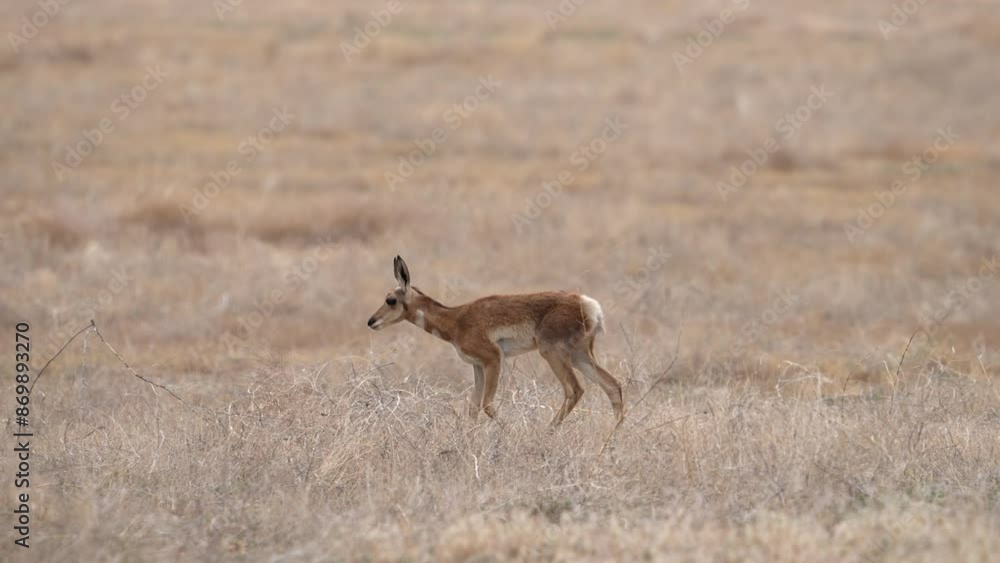 Pronghorn fawn walking through the dry Utah desert as it grazes. Pronghorn fawn walking through the dry Utah desert as it grazes.
