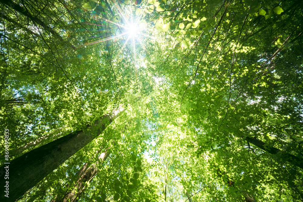 Fototapeta premium Sunlight through green trees in a serene forest, a peaceful scene of natures beauty