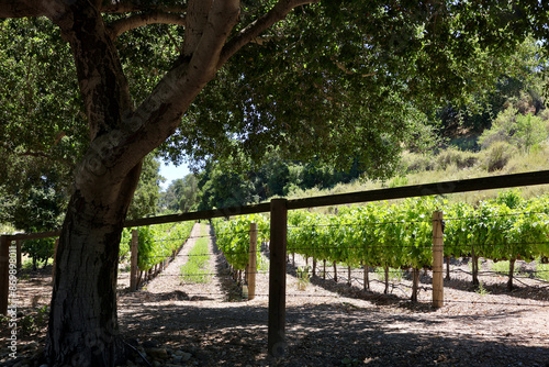 rows of grapevines through the vineyard