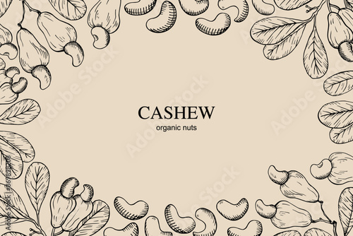 Cashew nuts banner for text. Vector botanical illustration. Hand drawn engraved sketch with nuts plant branch, nutty fruits. Organic ingredient, healthy food, oil, harvest. Design for backdrop, label