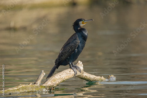 A cormorant on the river bank