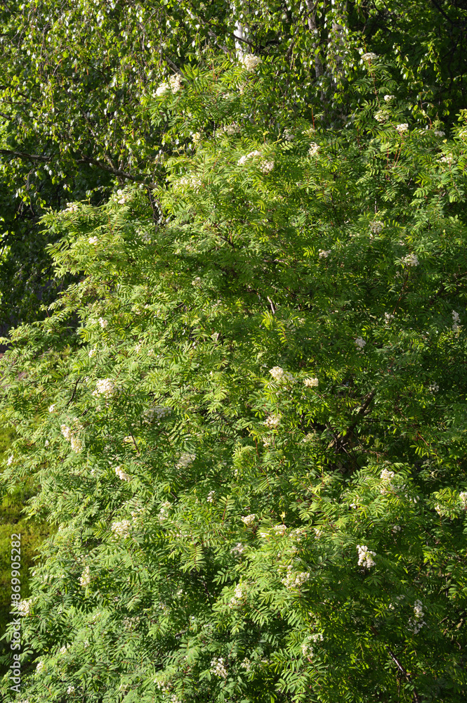 Blooming rowan tree. Blooming rowan tree.